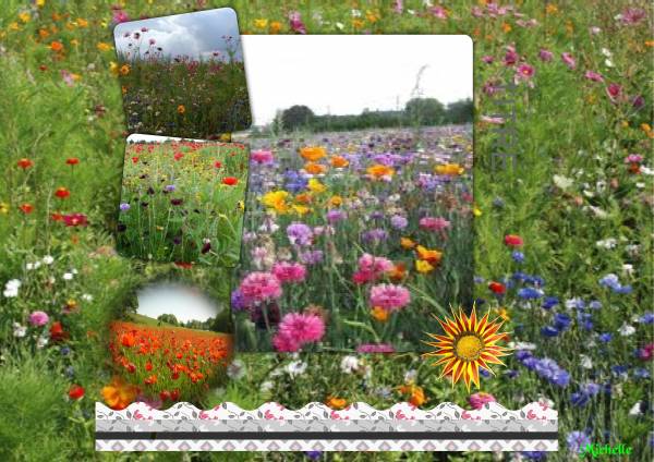 Un super spectacle !...  les jachères