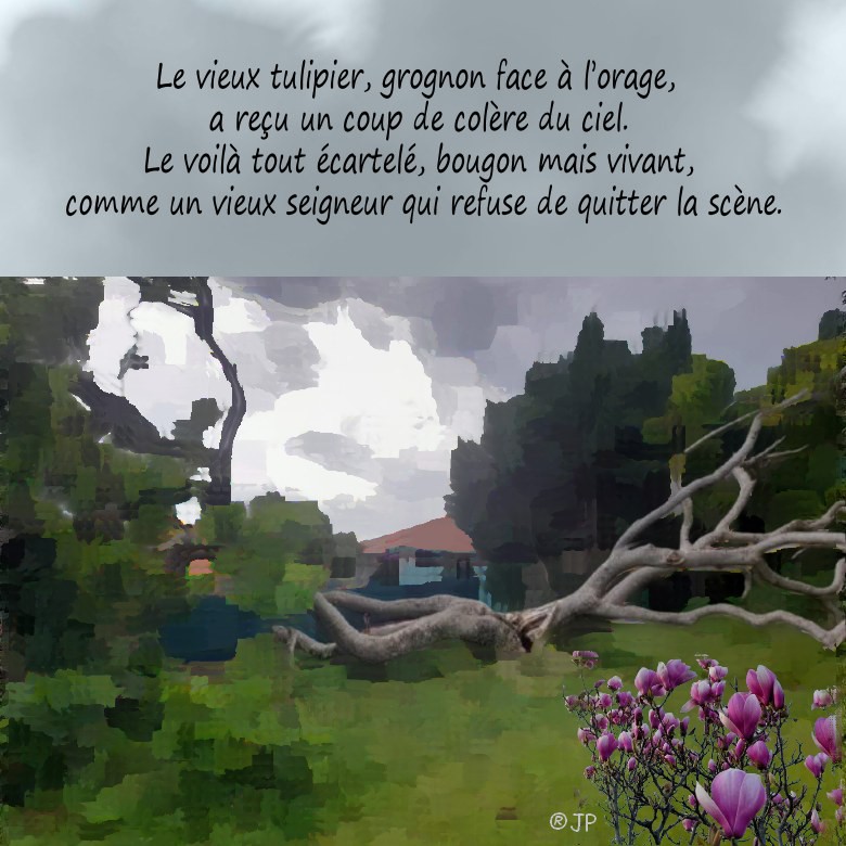 un vieux tulipier....jpg