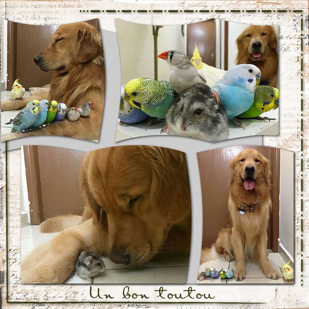 Un_bon_toutou