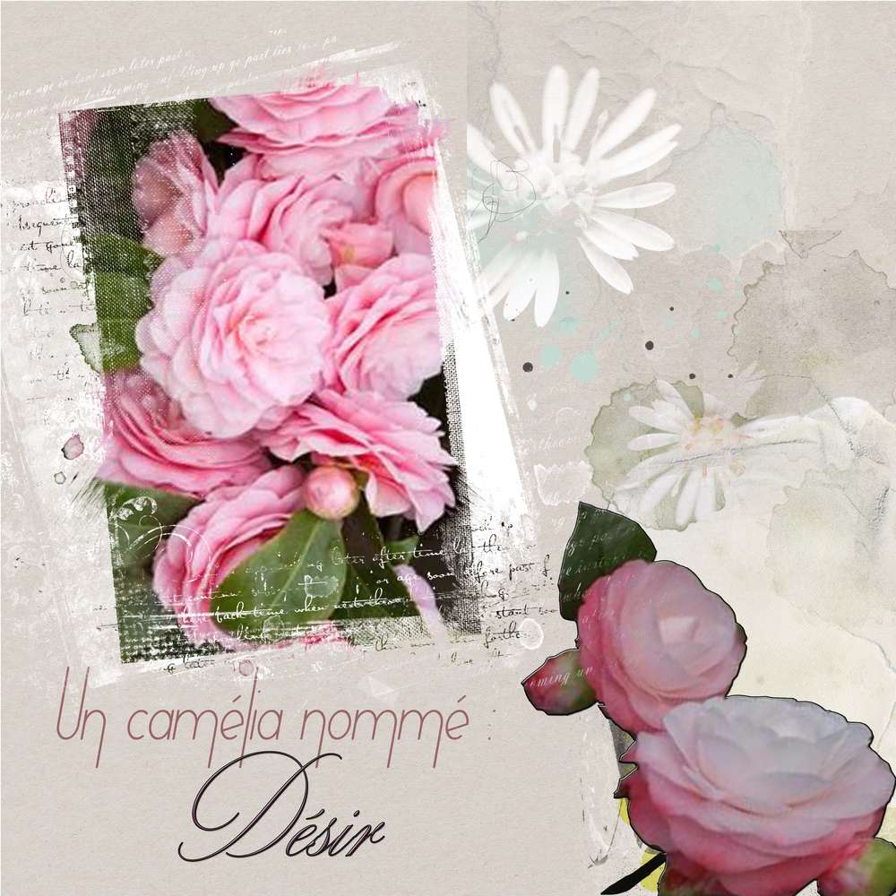 Un_cam__lia_nomm___Desir