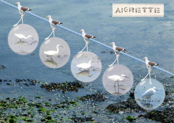 Une aigrette garzette