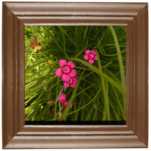 Une belle fleur pour MAX