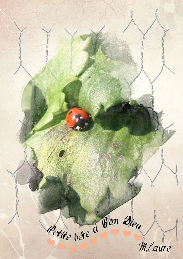 Une bête à Bon dieu