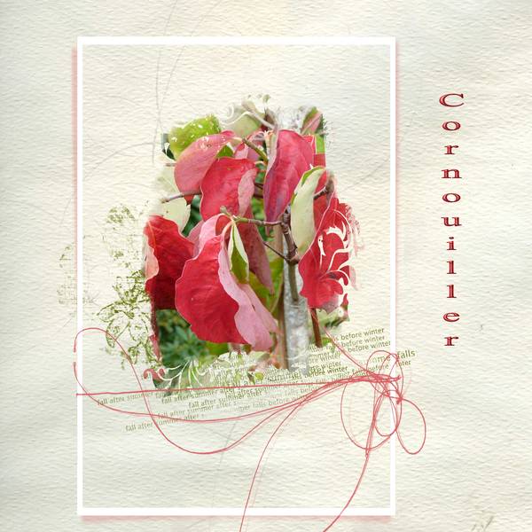 Une branche de cornouiller Kousa en automne.