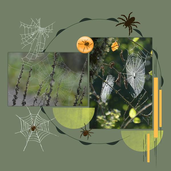 Une échelle de soie !