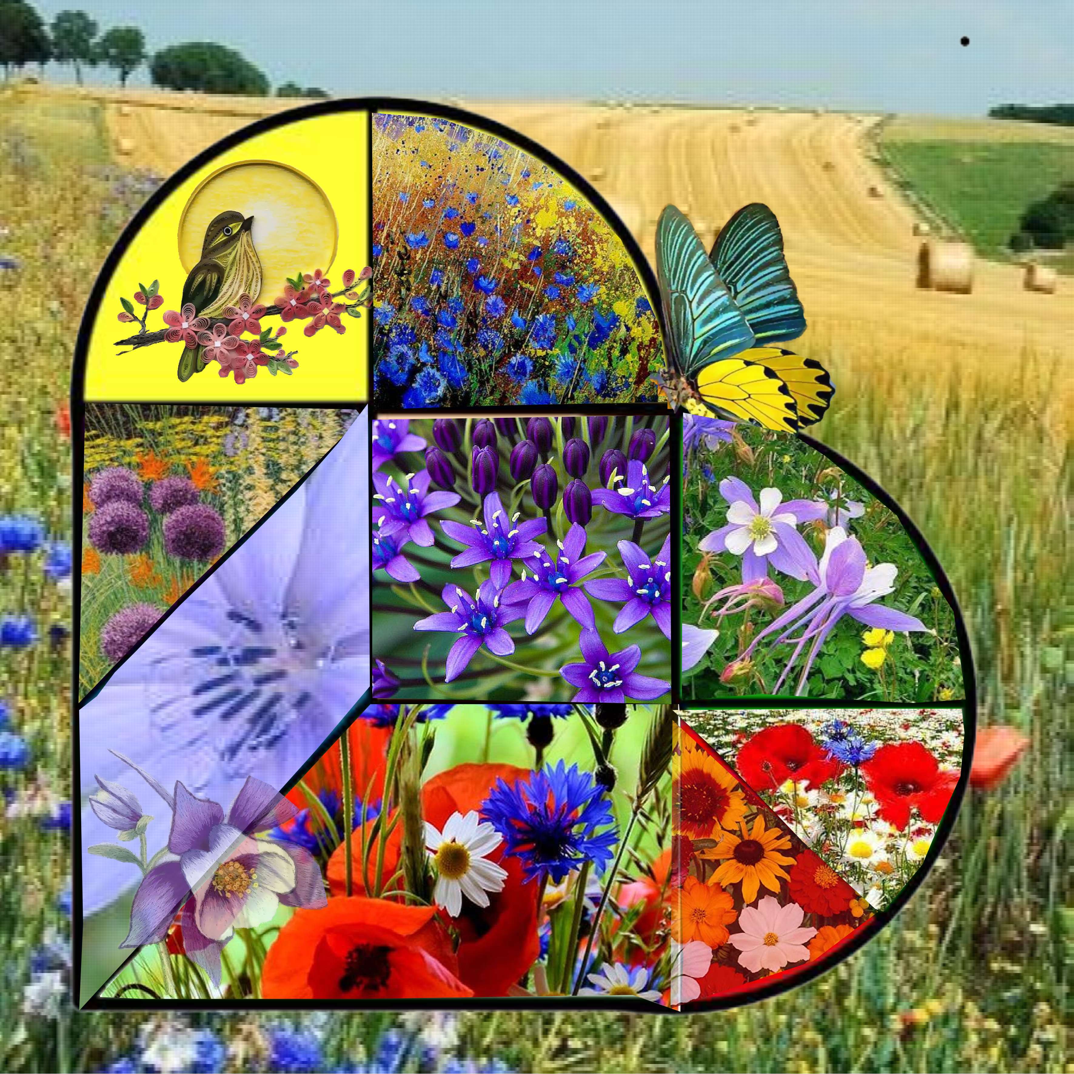 une envie de fleurs.jpg