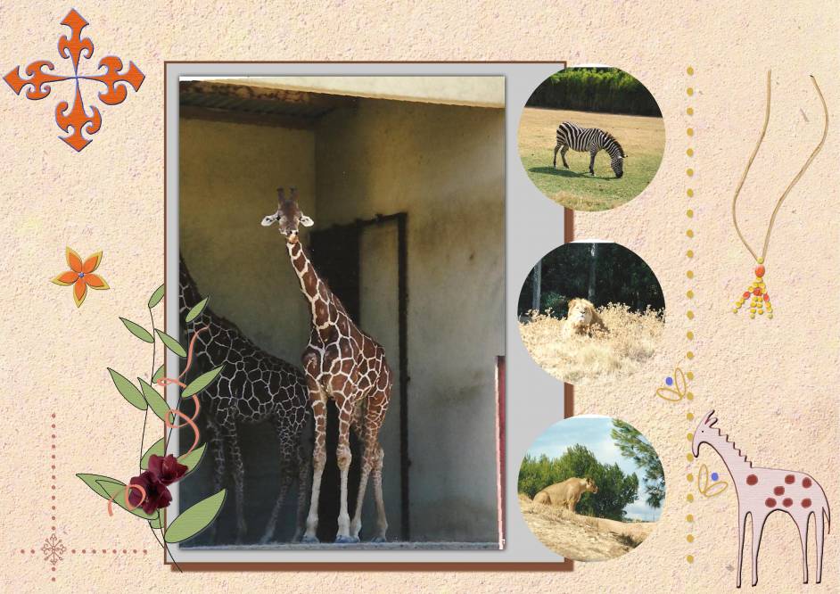 UNE GIRAFE EN VEDETTE