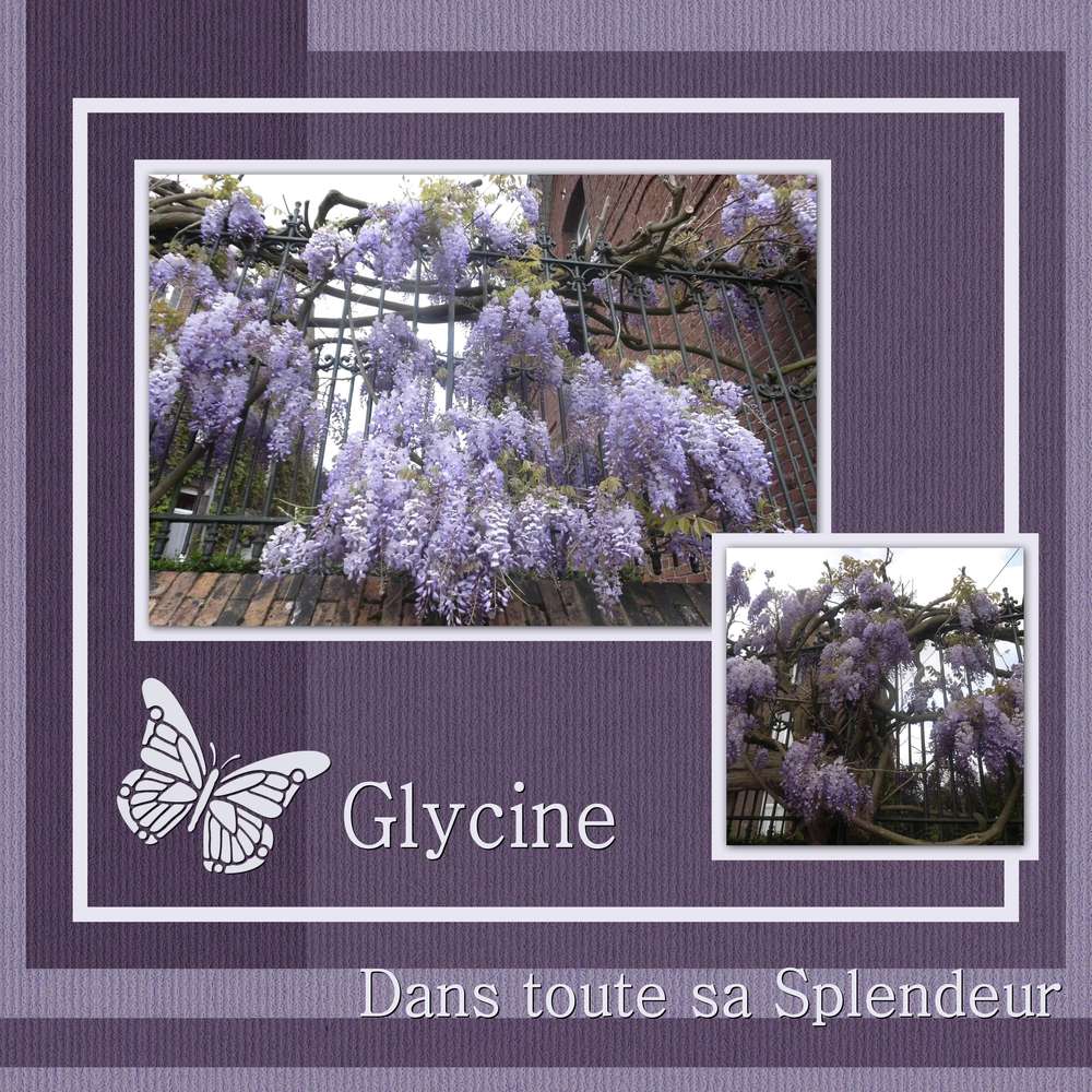 UNE GLYCINE DANS TOUTE SA SPLENDEUR