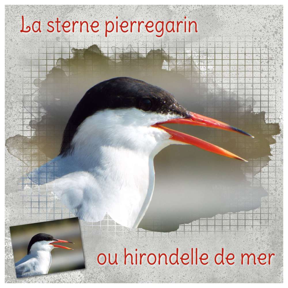 Une hirondelle de mer