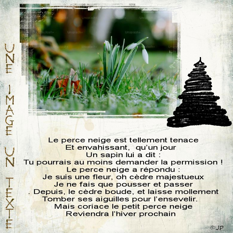 une image un texte le perce neige.jpg