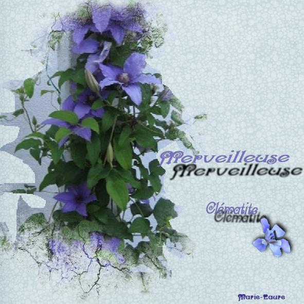 Une jolie Clématite