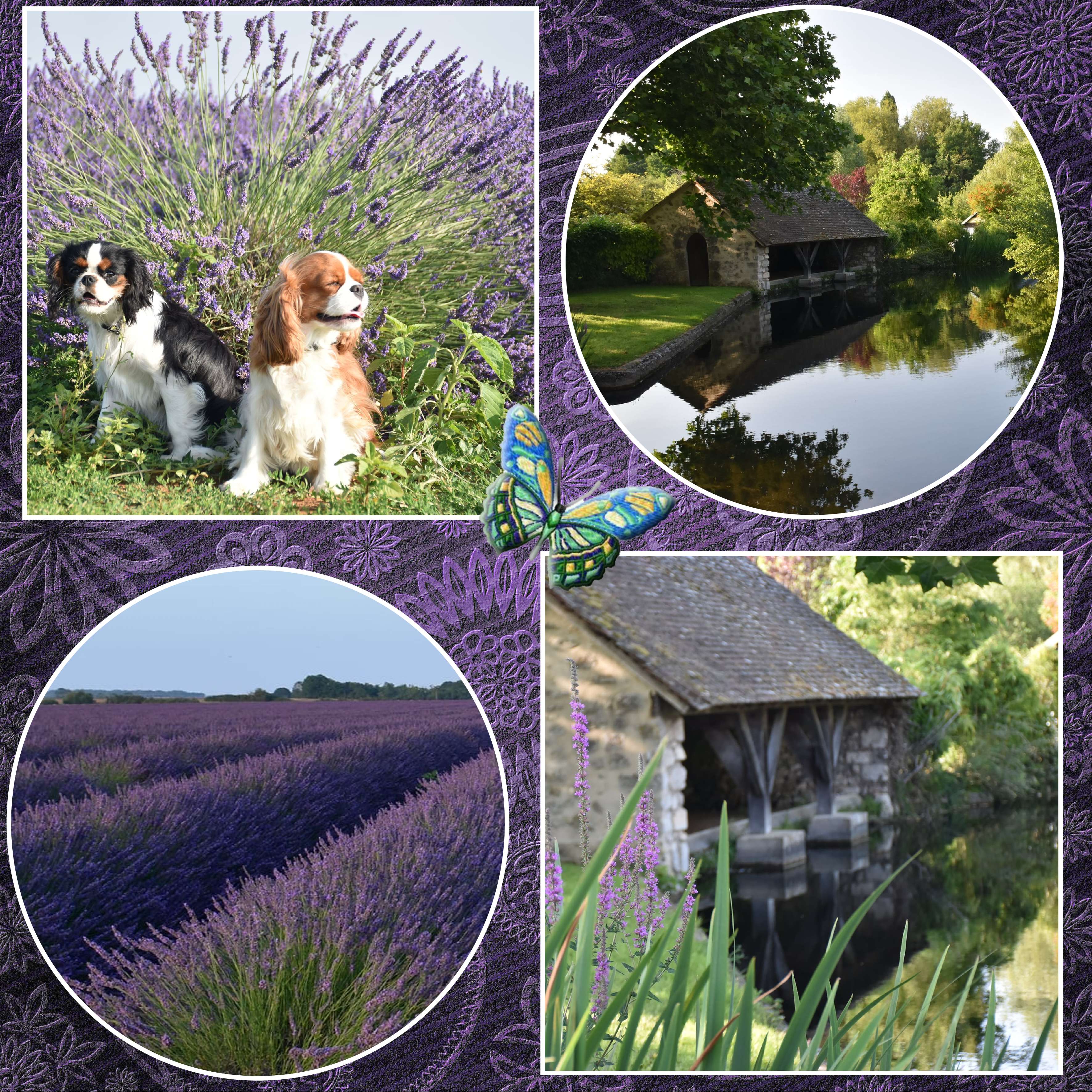 une jolie   lavande.jpg