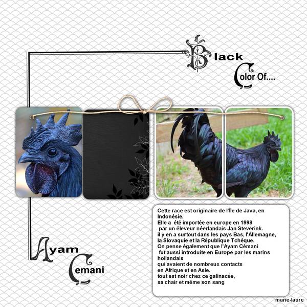 Une poule très originale .....