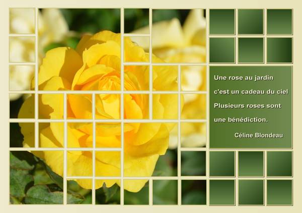 UNE ROSE - CELINE BLONDEAU