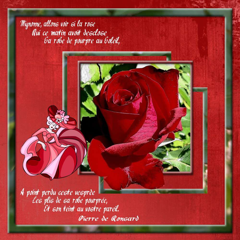 Une rose de mon jardin