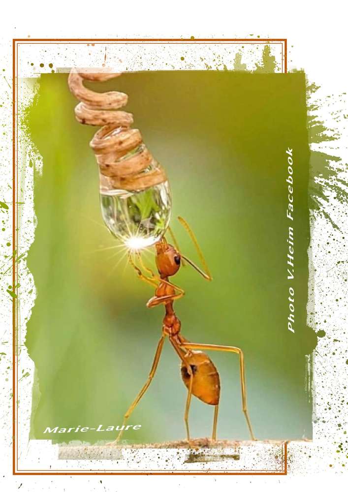 Une seule goutte lui suffit ....