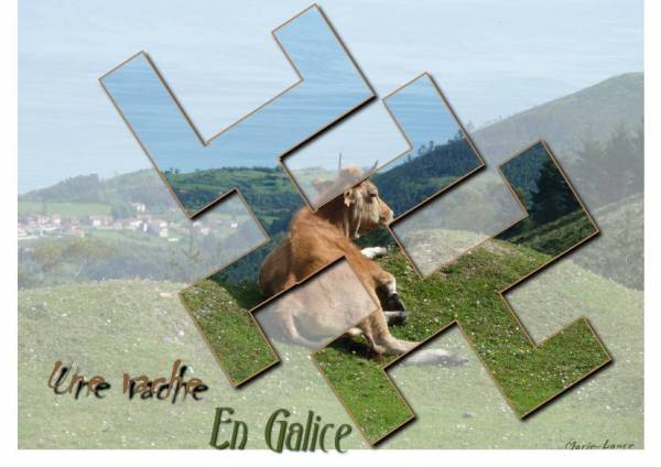 Une vache en Galice ...