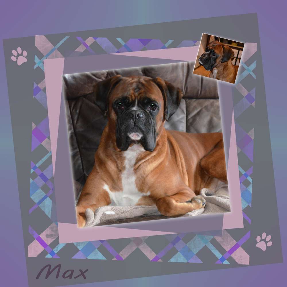 Une vie de chien ...