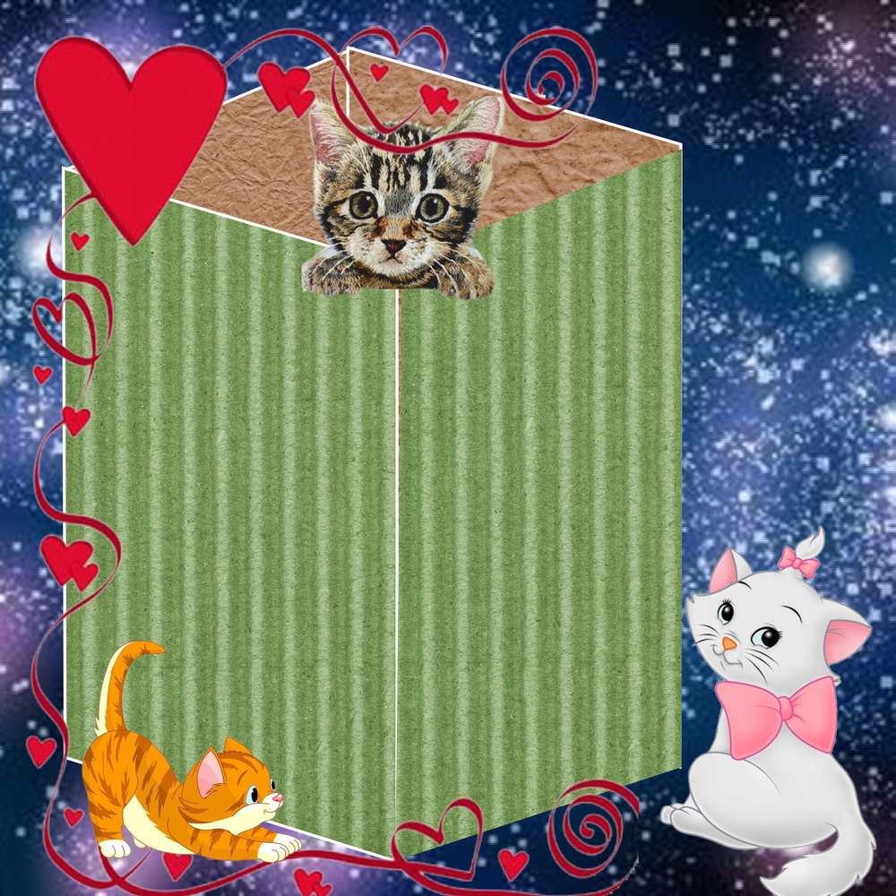 une_histoire_de_chat