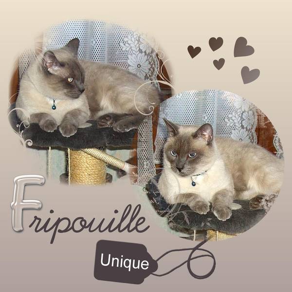 UNIQUE FRIPOUILLE