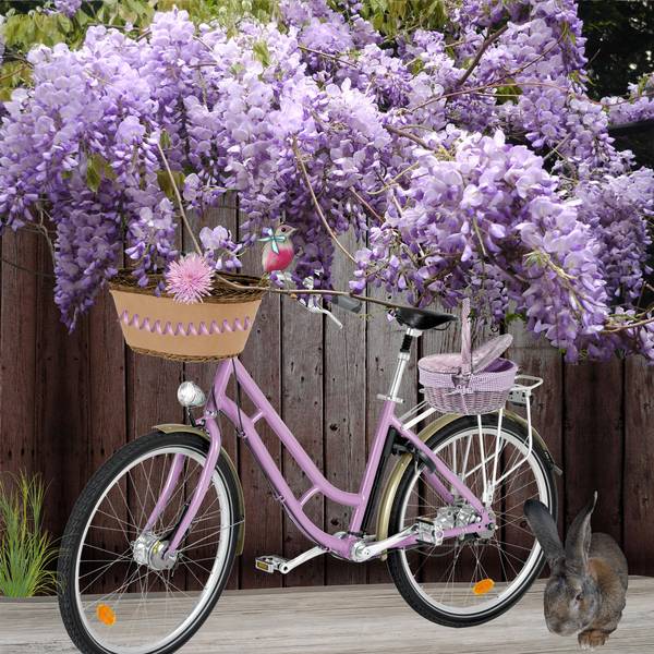 Vélo et glycine