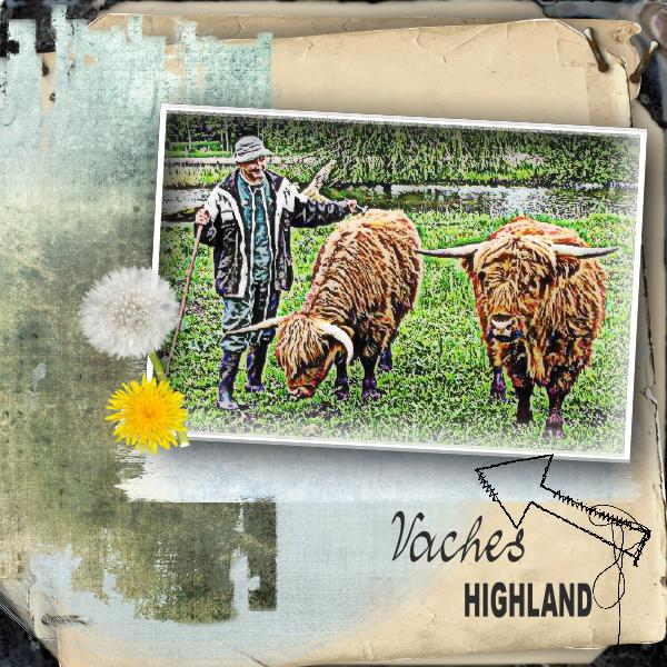 Vaches Highland