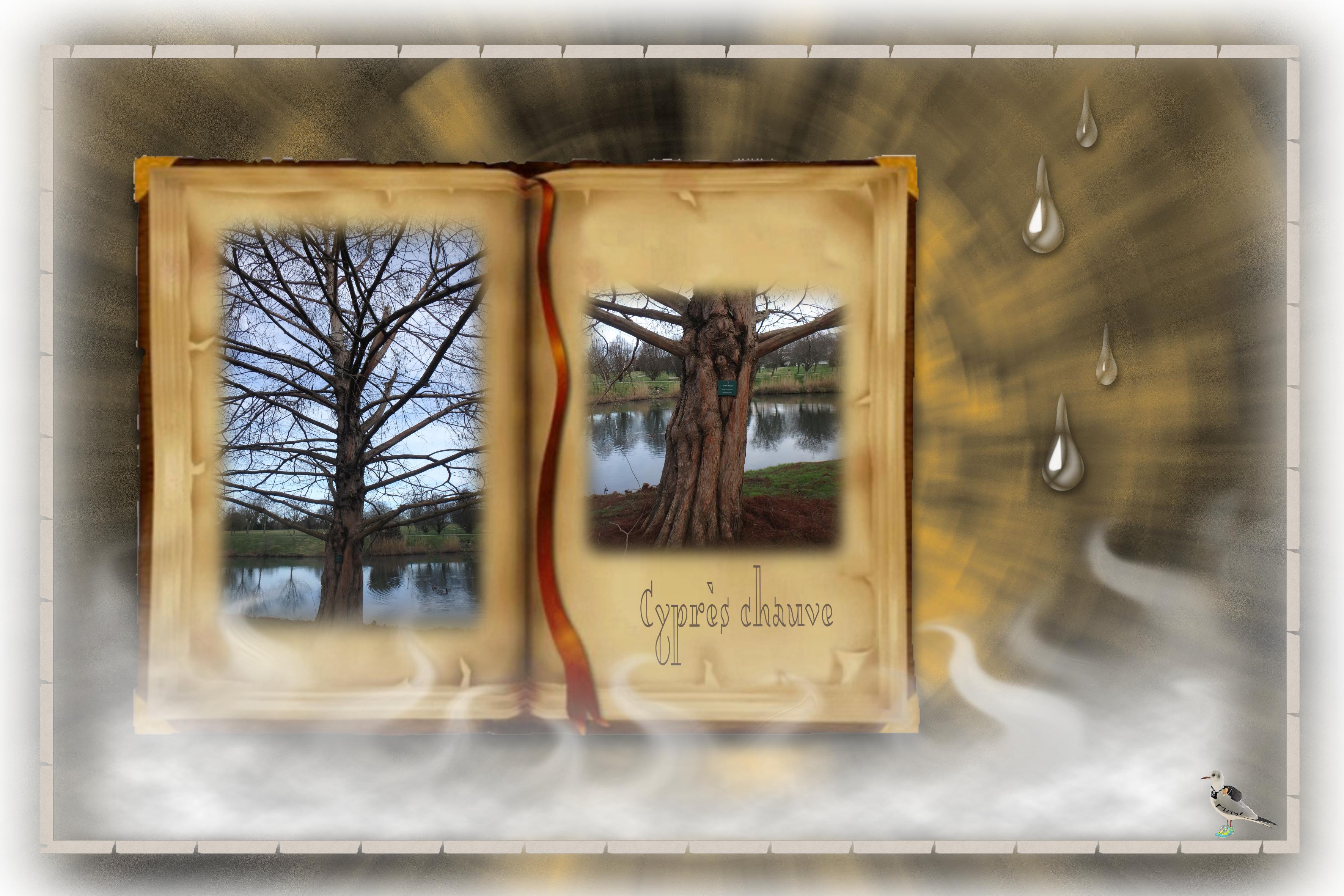 vaux sur mer-cyprès chauve2-02fév.jpg
