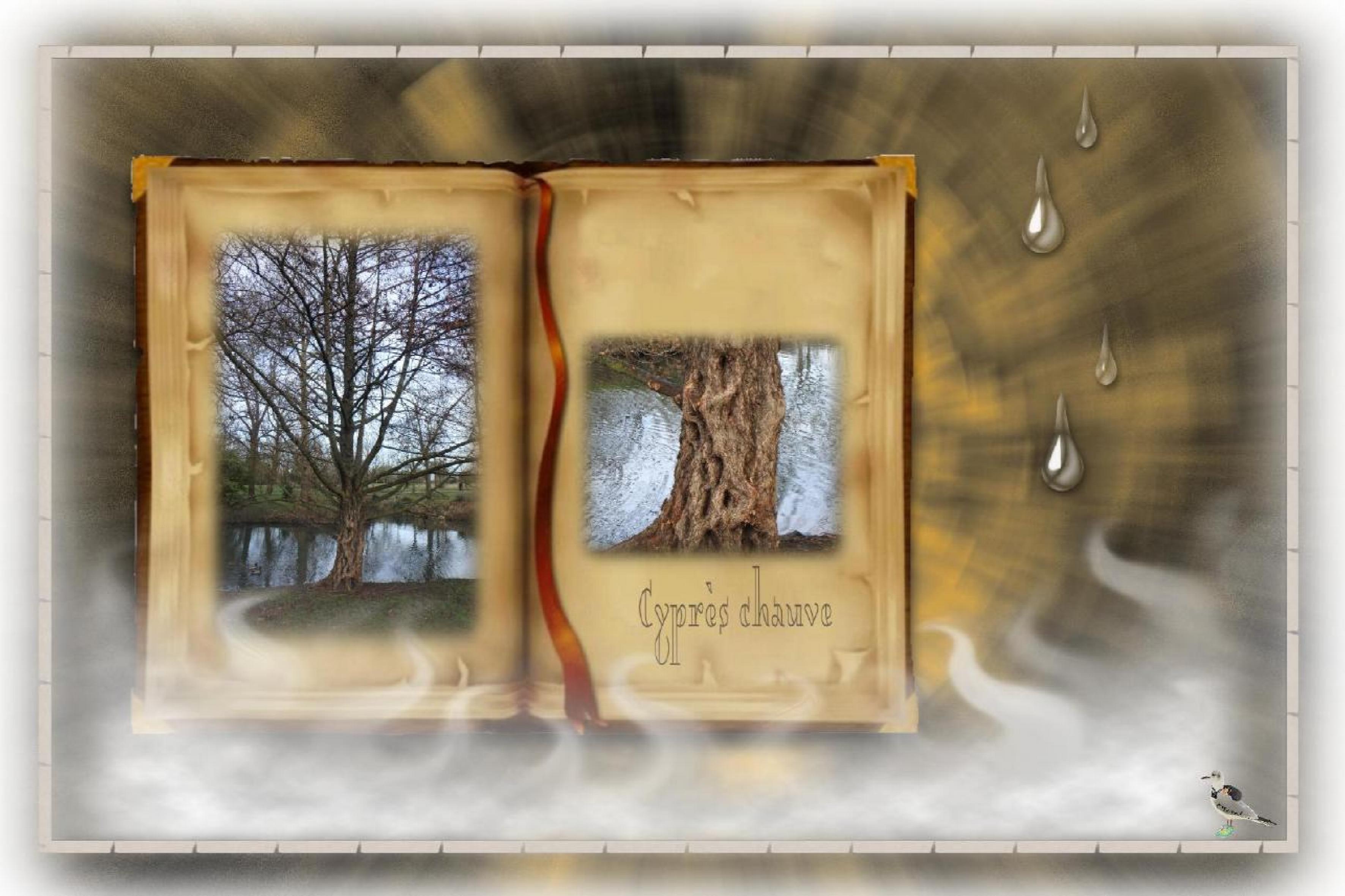 Vaux sur mer-parc-cyprès chauve-02 fév.jpg