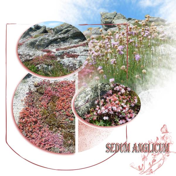 vegetation sur les rochers