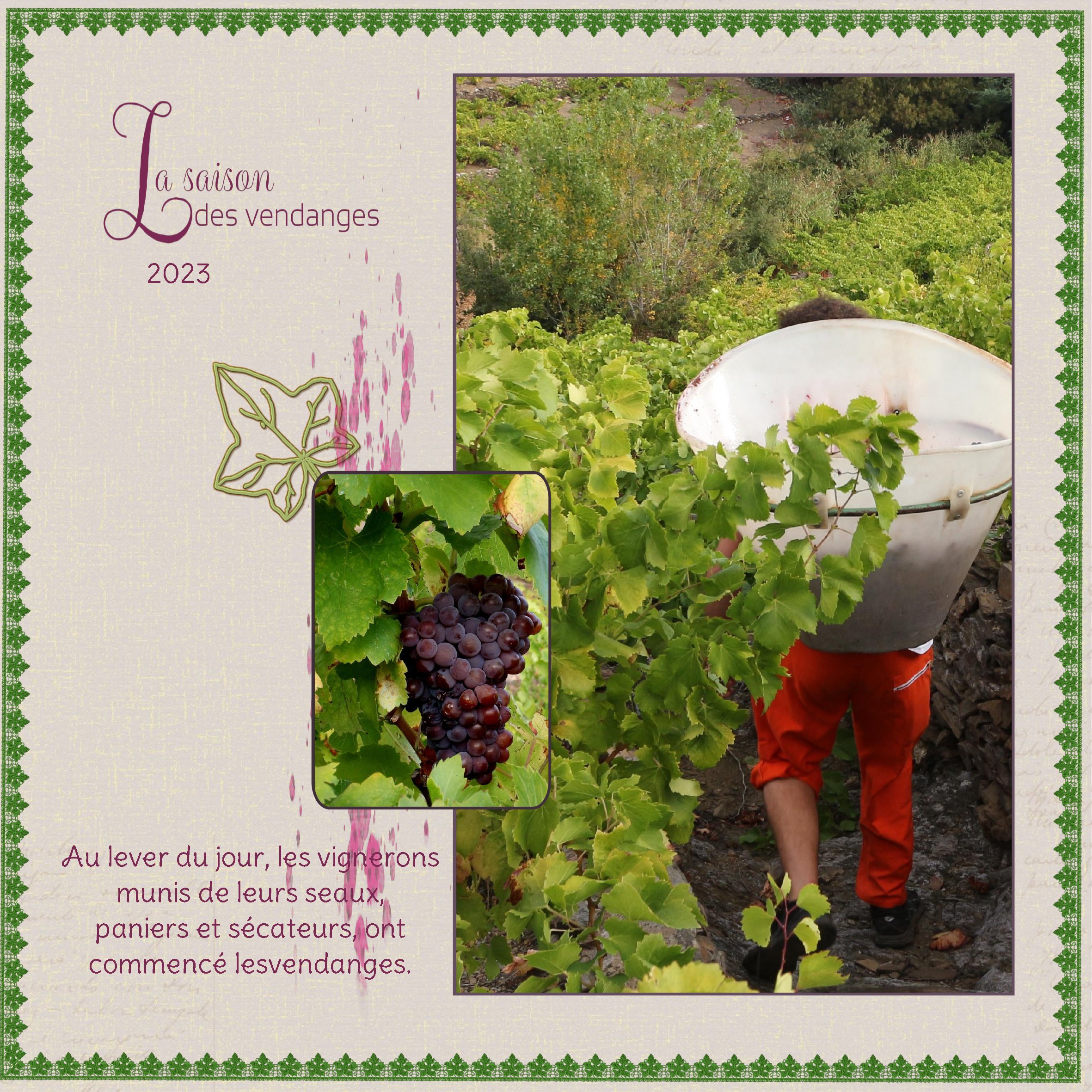 Vendange2023-23 Aout.jpg