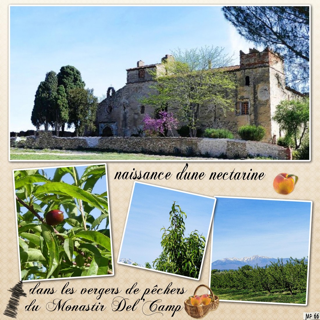 Vergers de pêchers  du Monastir Del Camp 04 avril 24.jpg