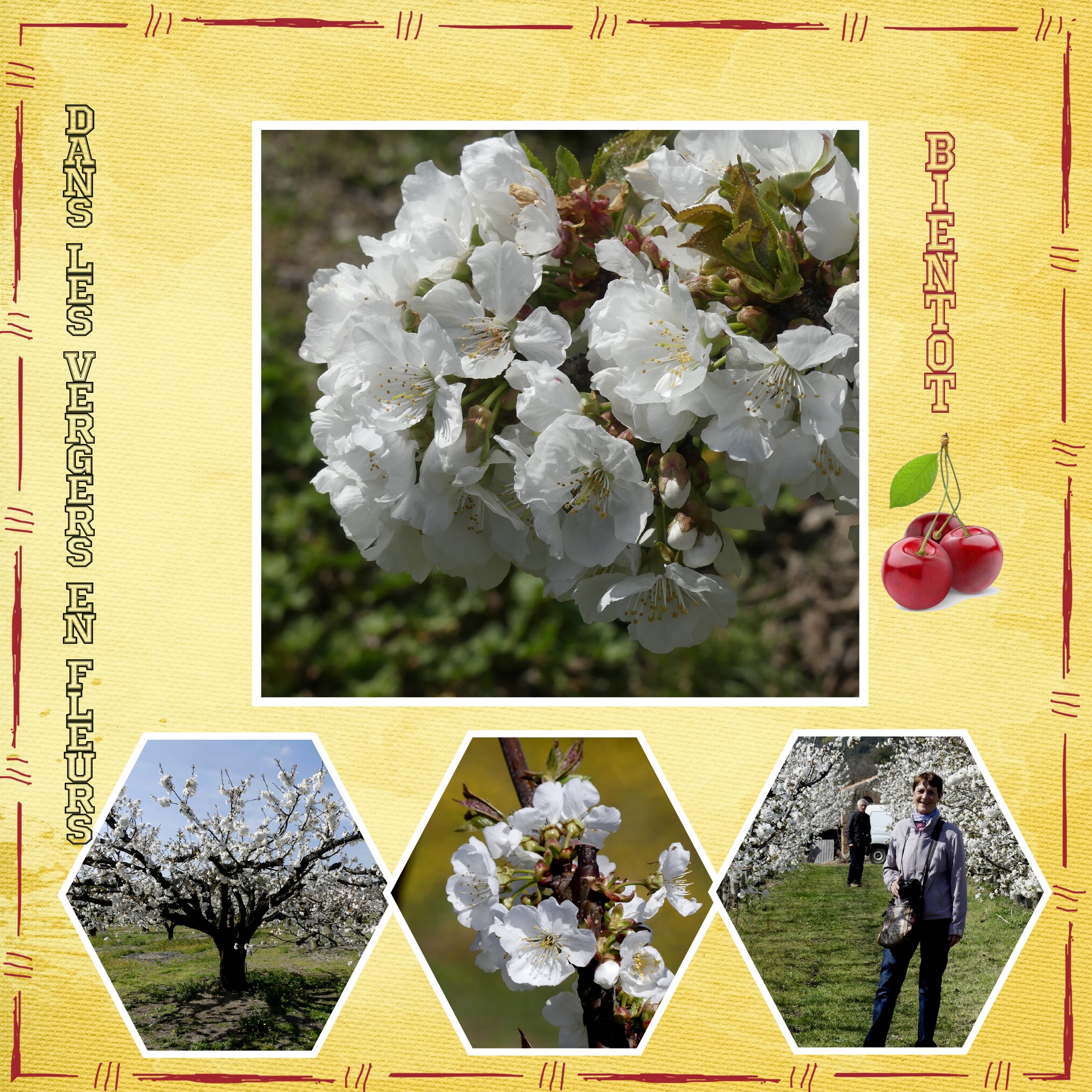 Vergers en fleurs Ceret.jpg