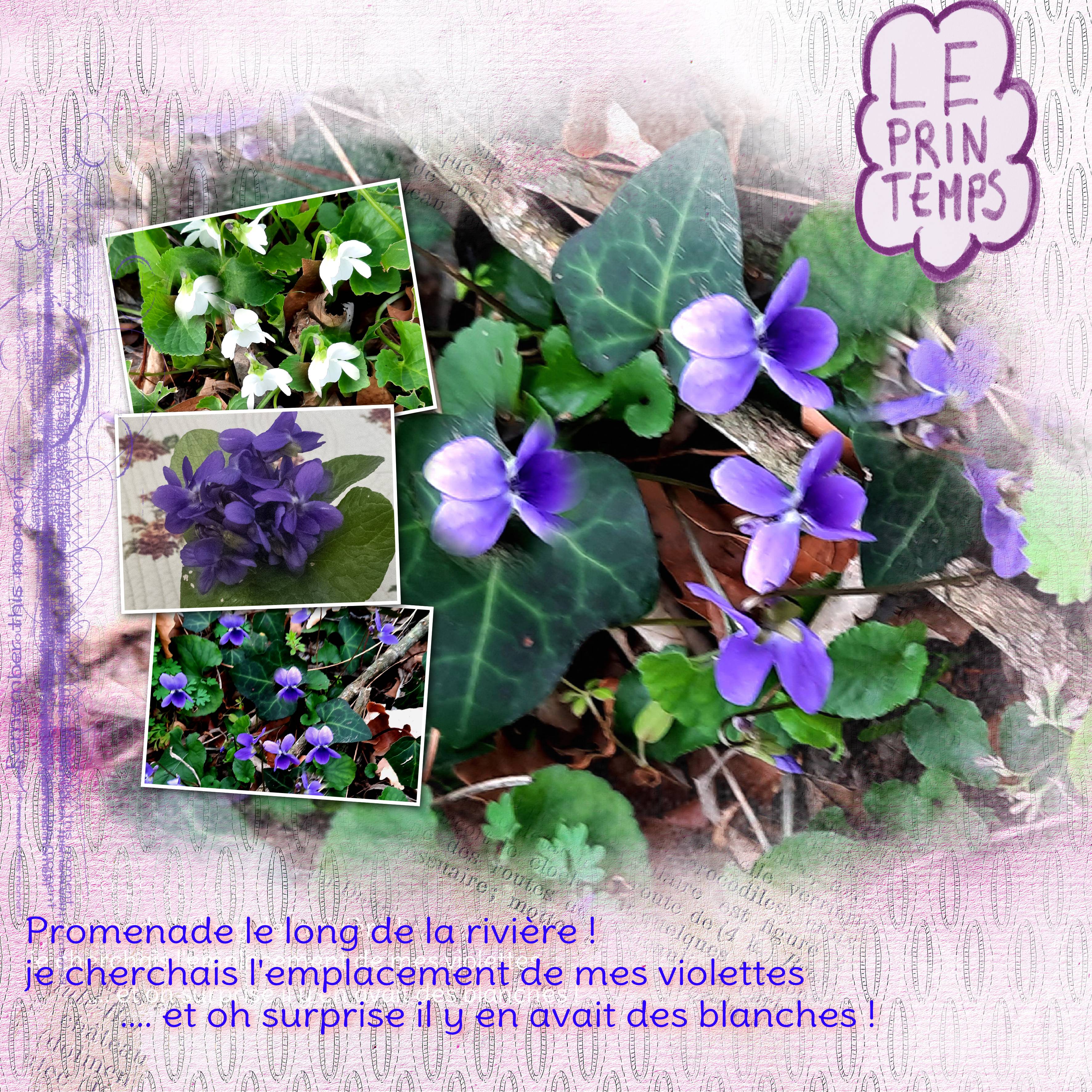 Violettes.jpg