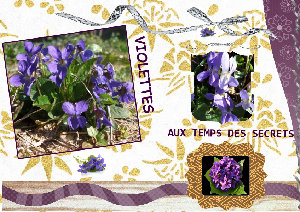 Violettes sur le chemin des parfums.