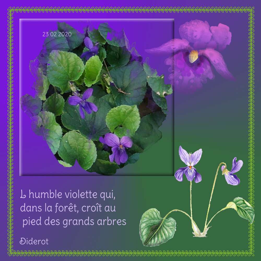 Violettes
