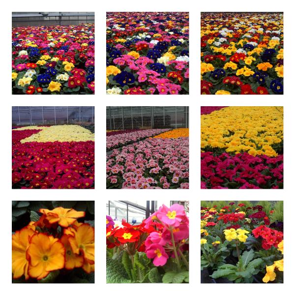 Visite d'une immense serre