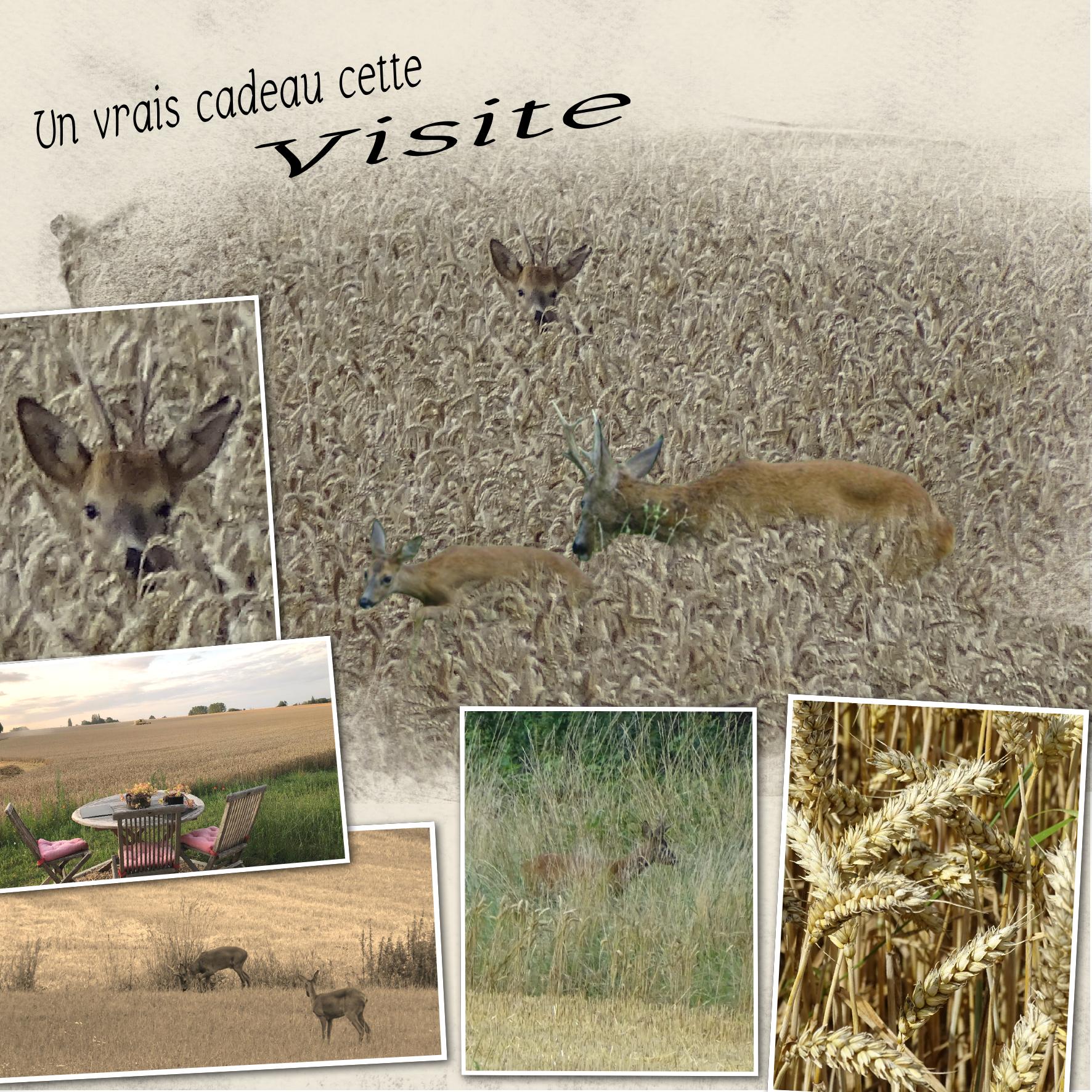 visite.jpg
