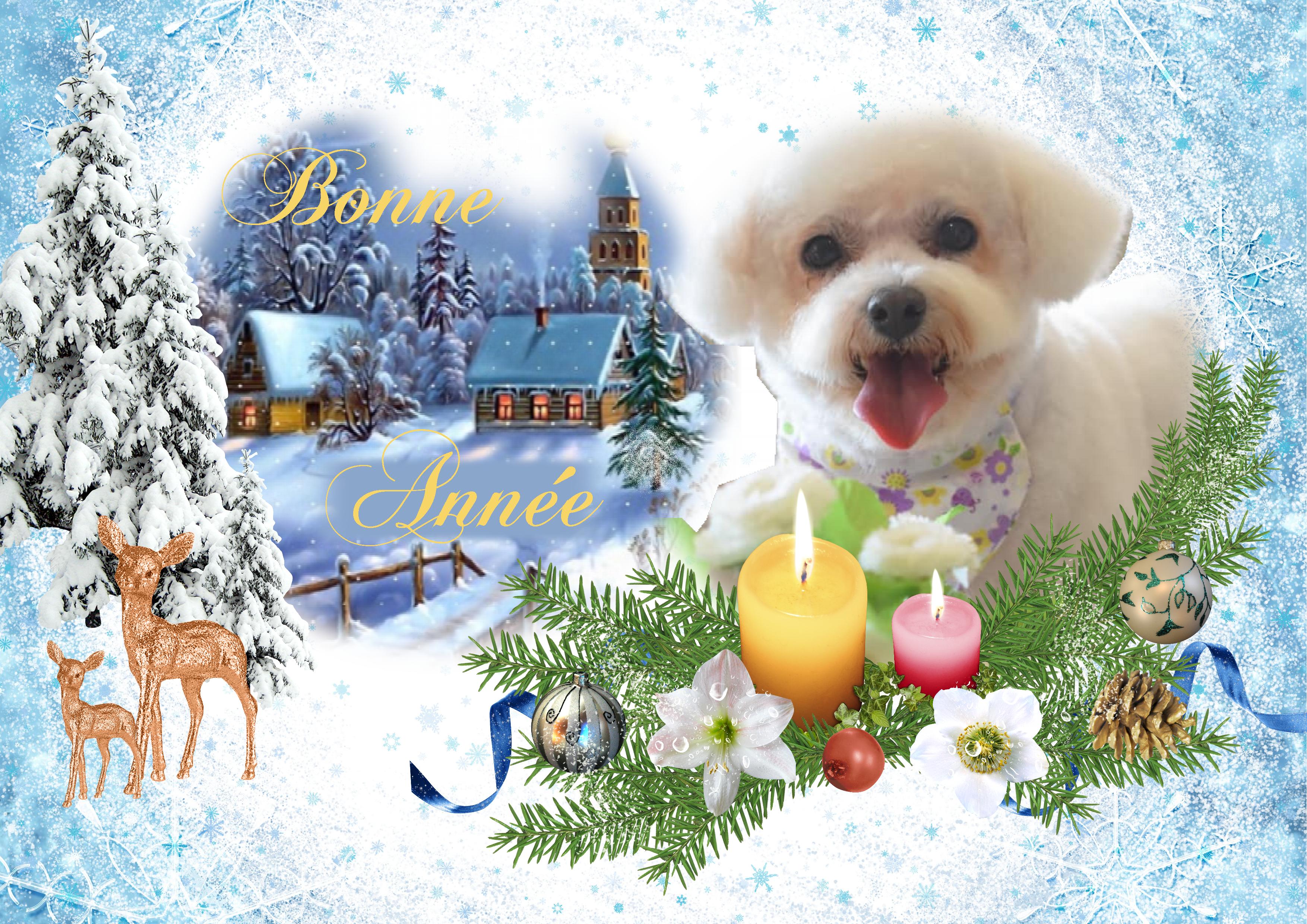 voeux année 2021.jpg