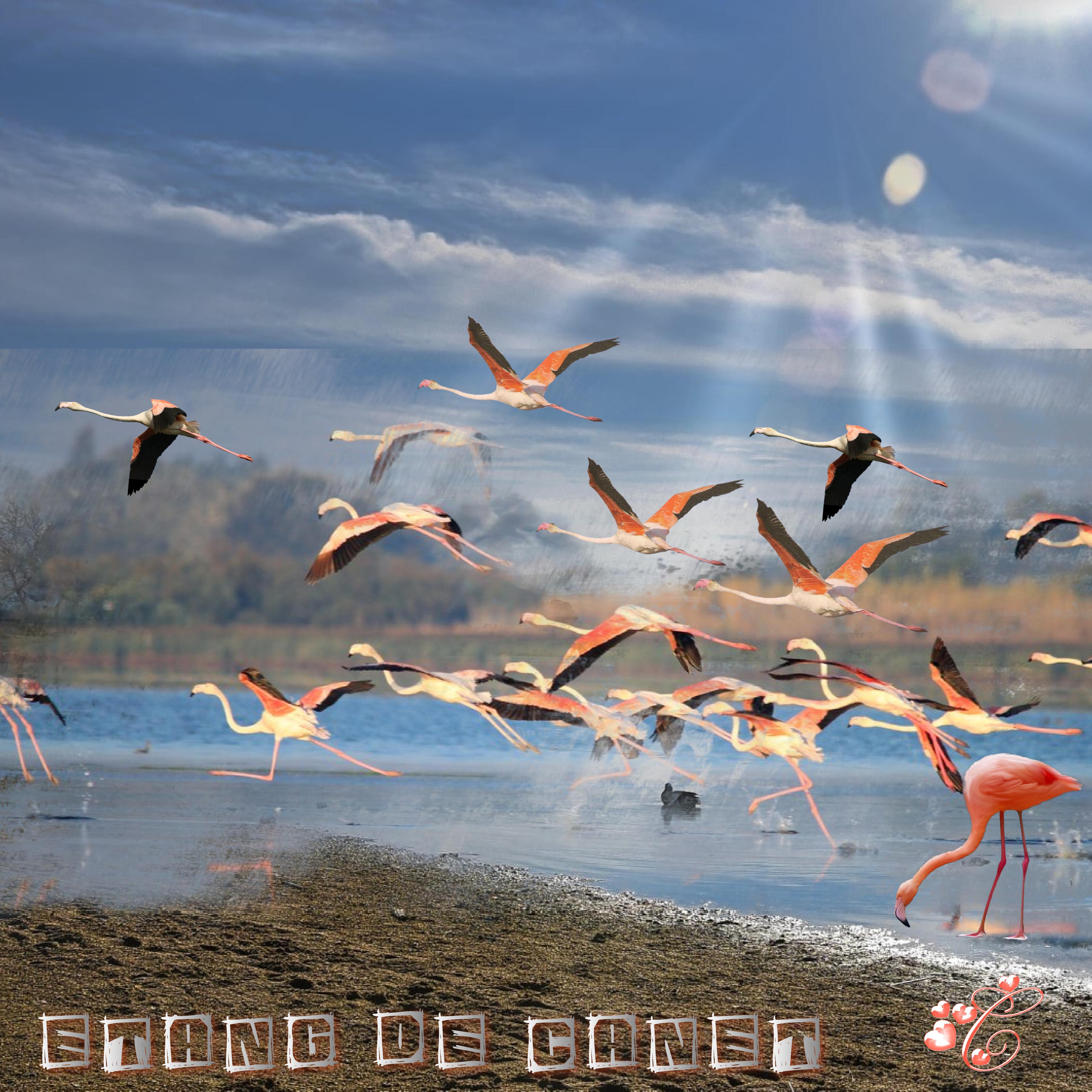 voler  Christine.jpg