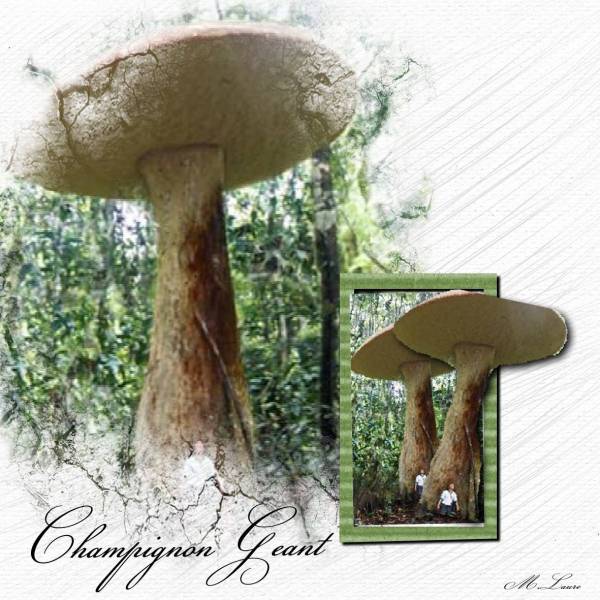 Vrai champignon géant et faux hors cadre :)