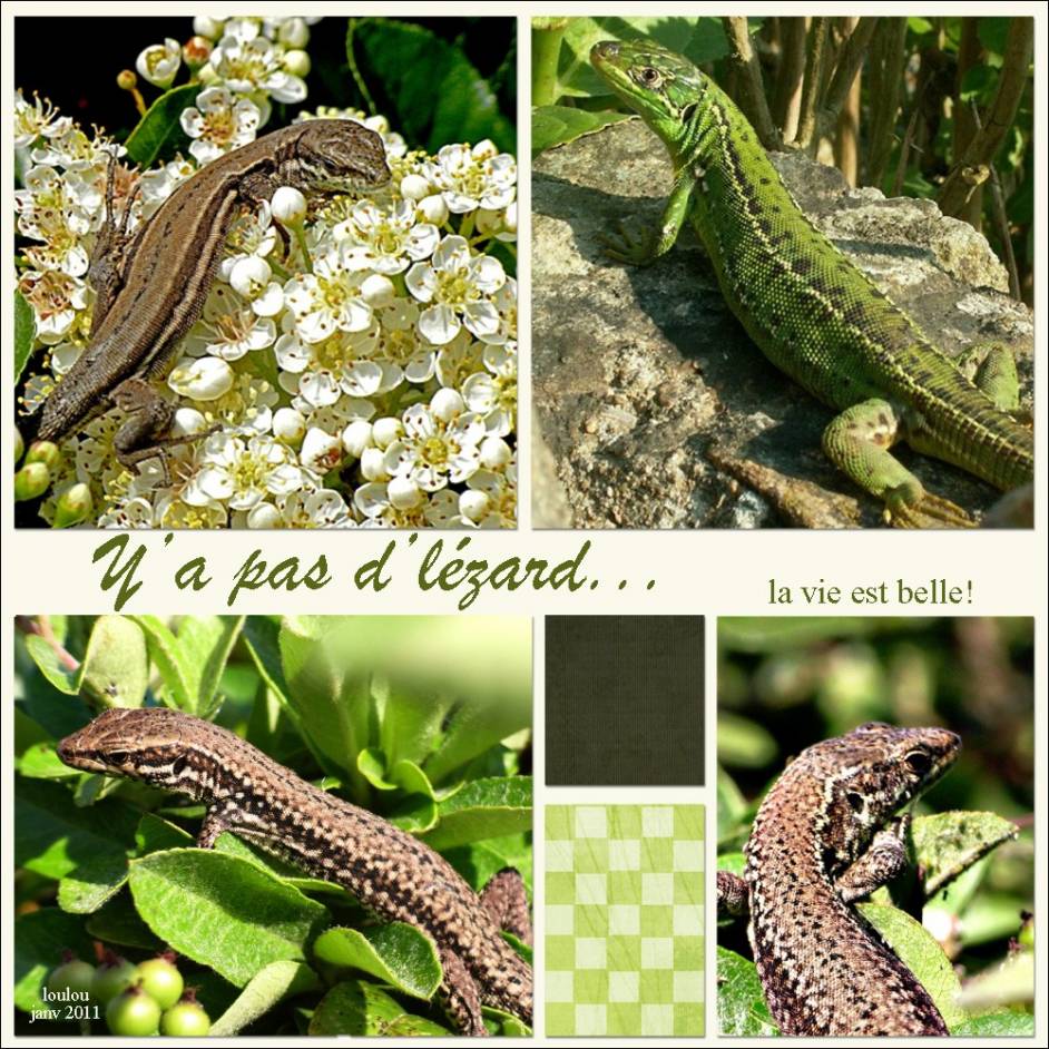 Y'a pas d'lézard!