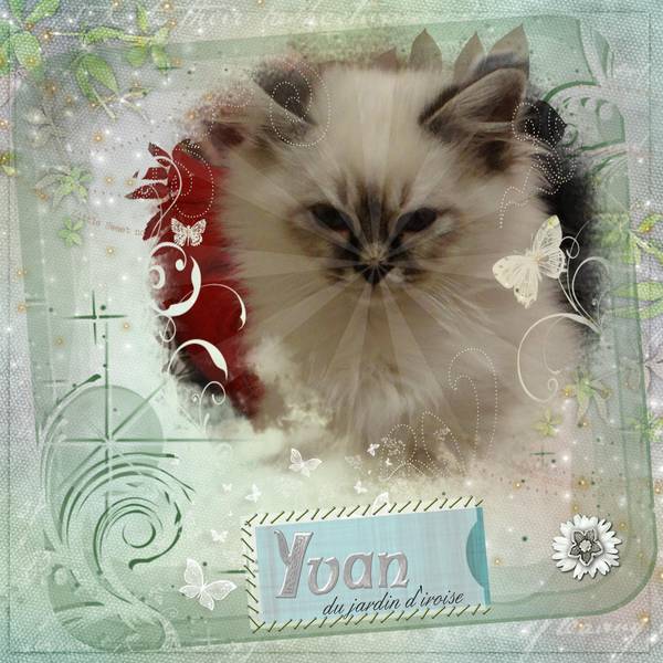 yvan,chaton du bout du monde