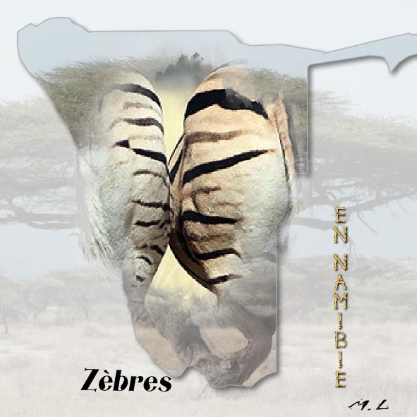 Zèbres en Namibie