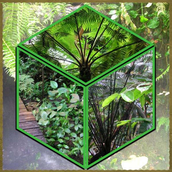 Zone tropicale Océanopolis Brest