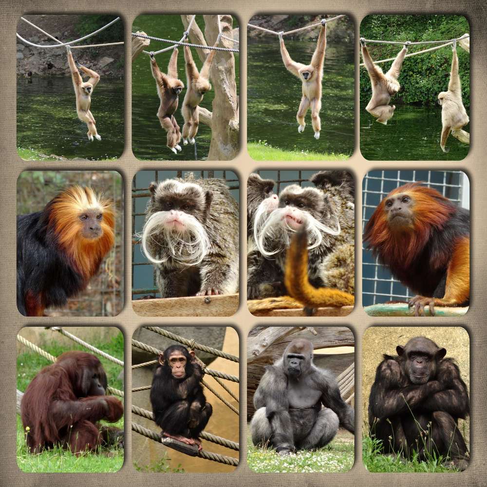 Zoo de La Palmyre